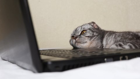 A black and gray striped Scottish fold cat with yellow eyes looks at a laptop monitor while lying on a sofa. Cute funny pet. Creative home work concept, games for cats. Copy space, light background.
