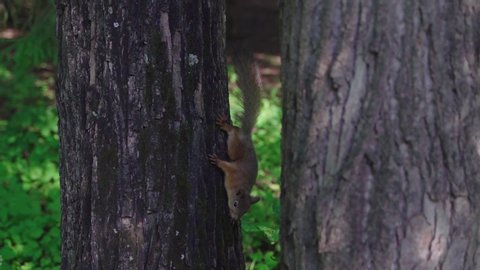 The red squirrel in the tree looks around and then runs away. The squirrel has in ear a metal tag, attached by scientists
