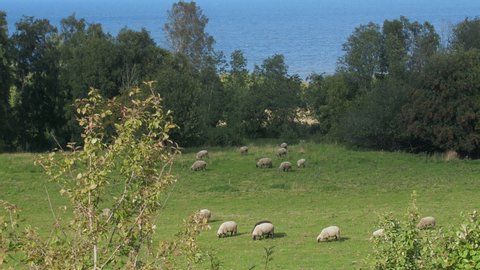 Pastoral flock of sheep feeds on a green meadow among groves. Baltic sea in background