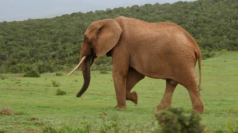 Big brown African elephant walking across green grass, tracking shot, full body view