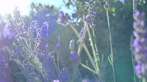 Stock video
Lavender field in Provence, France. Blooming Violet fragrant lavender flowers. Growing Lavender swaying on wind over sunset sky, harvest. Sun glare and bokeh.  Close Up. SLOW MOTION