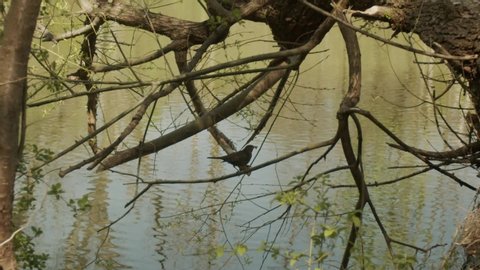 Little bird flies near a pond with a worm in its mouth from branch to branch in slow motion