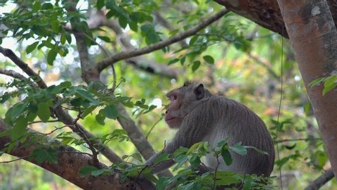 Close Shot of a Macaque Monkey Hanging Out on a Tree in the Jungle