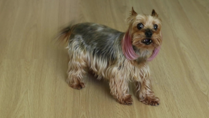 Yorkshire Terrier Doggy Pet image - Free stock photo - Public Domain