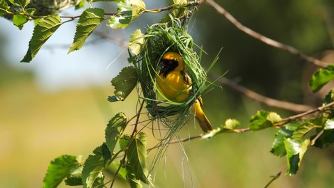 Southern Masked Weaver yellow bird building grass blades nest in tree, close up