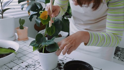 Asian Woman gardener potting new plant and Repotting pot for House plant .Plants care concept