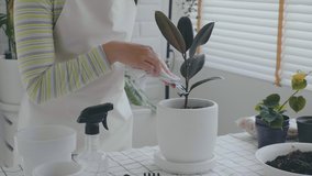 Asian Woman caring for Cleaning leaves in the morning at home houseplant care concept