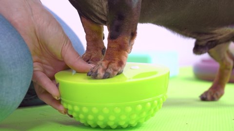 Obedient dog balances on hemispheric bosu training stamina and agility, close up. Dachshund is engaged in fitness and workout with handler in the gym with sports equipment