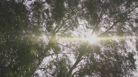 Sun peeking through the big trees in the middle of the day (120fps conformed to 60fps)