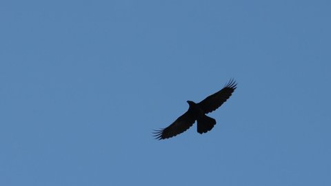 black raven flies through the blue sky slow motion
