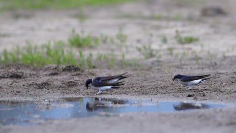 Common house martins collect material for the nest