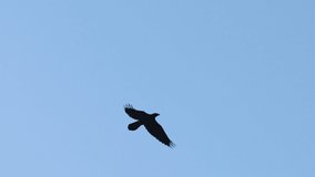 black raven flies in the blue sky