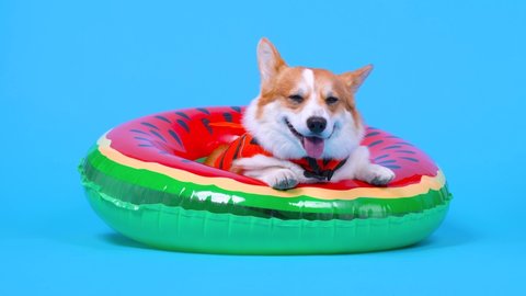 Funny smiling welsh corgi pembroke or cardigan dog in orange life vest lies in inflated swimming floating ring, looks around and run away on blue background, front view
