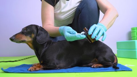 Woman in sterile gloves wipes skin on the back of obedient dachshund dog with cotton pad soaked in medical disinfectant treatment solution, pet health care at home