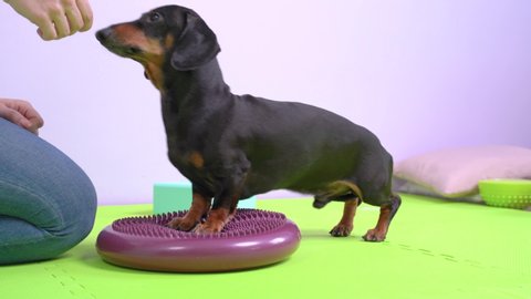 Dog trains strength and stamina by lying down and standing up on balancing massage disc, receiving delicious treat as reward. Dachshund is engaged in fitness with handler in gym with sports equipment