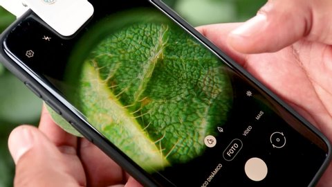 Agribusiness - Tablet in the hand of the farmer following the growth of soybeans. Soybean leaf in close up, Green soybean field. Technology in the field. - Agriculture