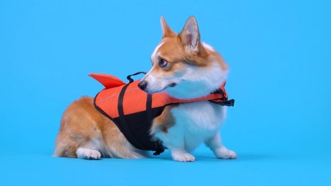 Funny ginger and white dog of white welsh corgi Pembroke breed, wearing bright orange and black life vest with handle on the back, for comfortable carriage dog in open water, sits and lays in studio.
