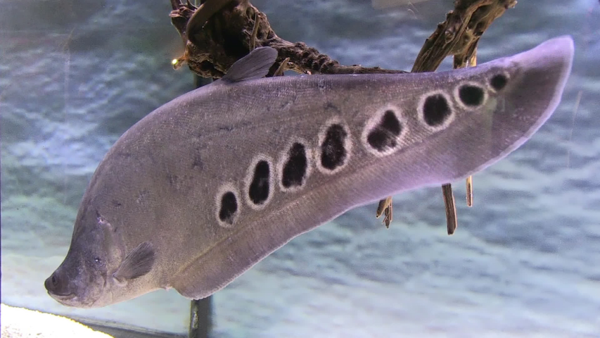 Chitala is a genus of fish of the Notopteridae family in aquarium. They are commonly known as the Asian knifefishes or featherbacks