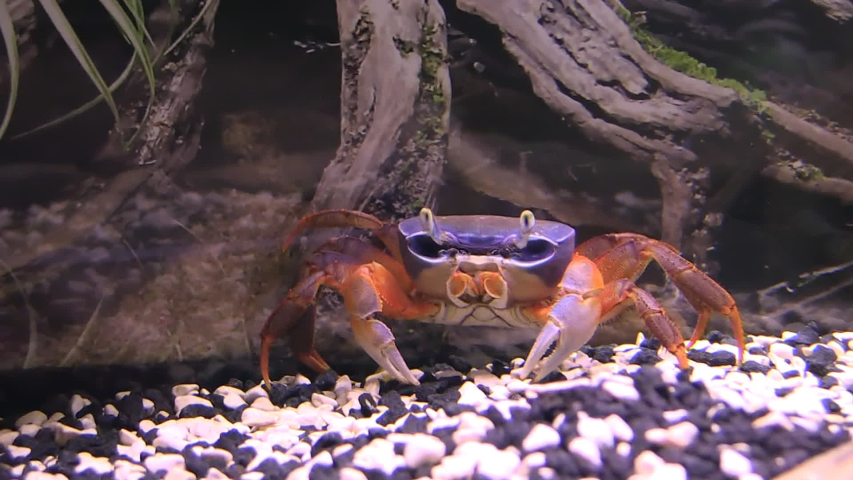 A Colorful Halloween Crab Gecarcinus quadratus in aquarium fish tank