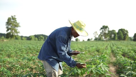 Footage B roll of Smart farmer using a tablet for checklist agricultural products quality. use technology for good product. Cassava field agriculture concept footage B-roll.