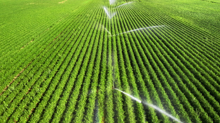 Irrigation: agriculture footage of vast green fields being artificially watered in bright sunshine, flying backwards over the sprinklers and capturing rainbow color effects in the water Royalty-Free Stock Footage #1053784346