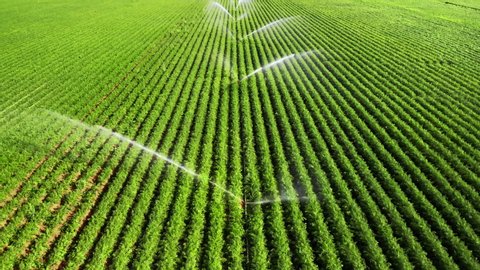 Irrigation: agriculture footage of vast green fields being artificially watered in bright sunshine, flying backwards over the sprinklers and capturing rainbow color effects in the water
