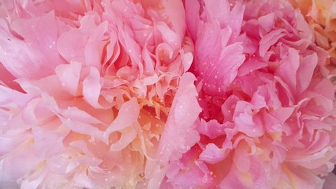 Beautiful Pink Peony Bouquet Background Blooming Stock Footage Video Beautiful Pink Peony Bouquet Background Blooming Stock Footage Video