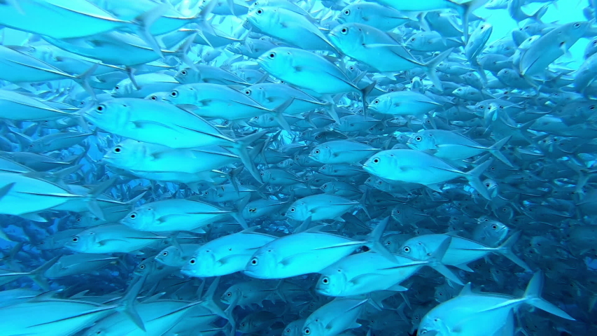 Slow motion shot school of tuna tunny fish on the blue background of the sea under water underwater in search of food. Diving in world of colorful beautiful wildlife of corals reefs in Maldives. Royalty-Free Stock Footage #1053787574