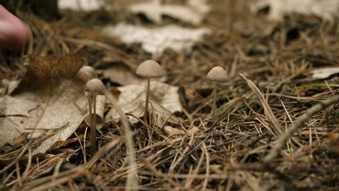 Psilocybin mushroom ,Magic mushrooms, forest autumn brown background