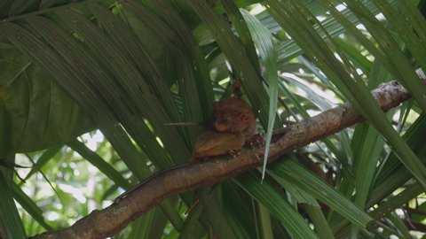Tarsier sits on a tree branch. Tarsier in his habitat. Bohol Island Philippines. Tarsier with open eyes looking at the camera.