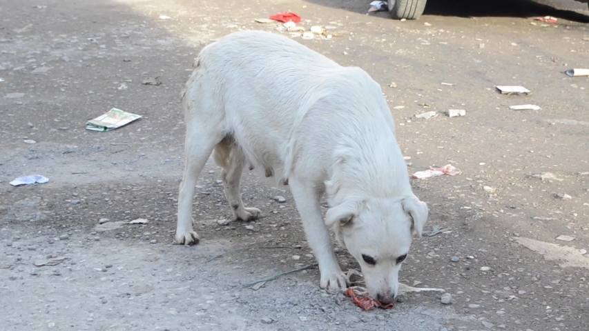 Hungry and homeless female dog on the street. Sad, skinny stray dog. A miserable stray dog bitch lookin for food. Starving and injured dog in the city.  Lost stray pets without an owner. Nursing