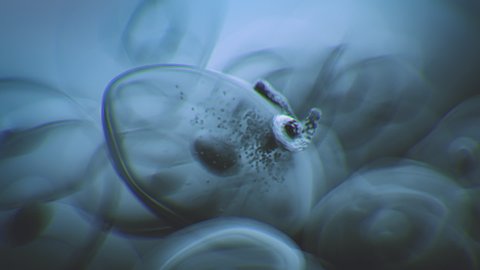 Virus attacking a cell under microscope. Realistic 3d animation of viral life cycle. Ebola propagation. Ebola hemorrhagic fever.