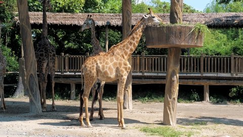 Giraffe eating grass in a zoo. Giraffes in safari park. Beautiful giraffe in the zoo.