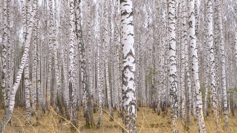 Admirable birch grove by diffused daylight in spring time