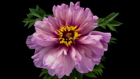 Timelapse of pink peony flower blooming on black background. Waving pink peony petals close-up. 4K
