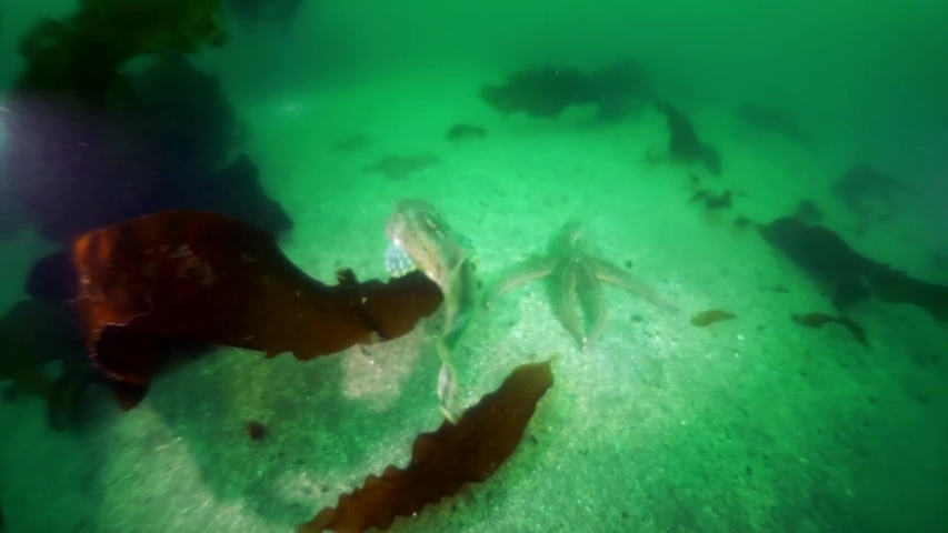 Underwater thickets of seaweed kelp. Diving in Sea of Okhotsk. Shell with prickles is dark brown color, right claw on outer side is dark red. Underwater diving.