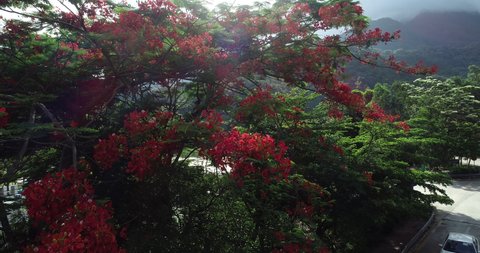 Aerial footage beautiful red royal poinciana or flamboyant flower (Delonix regia) in sunrise after rain