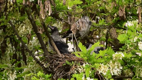 Spring young gray fledglings of birds Corvus cornix warm up in a nest on flowering acacia Robinia pseudoacacia in the foothills of the North Caucasus