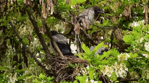 Spring May gray fledglings of birds Corvus cornix warm up in a nest on flowering acacia Robinia pseudoacacia in the foothills of the North Caucasus