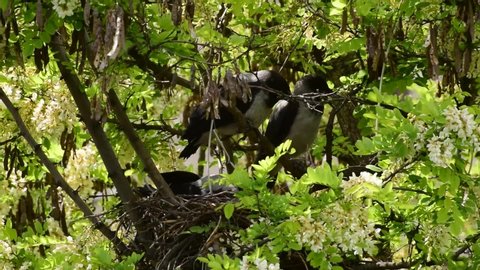 Young adult gray fledglings of birds Corvus cornix sit in a nest on an acacia Robinia pseudoacacia in the foothills of the North Caucasus