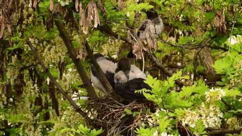 Family of gray fledglings of birds Corvus cornix are sitting in a nest on flowering acacia Robinia pseudoacacia in the foothills of the North Caucasus