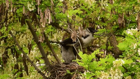 May adult gray fledglings of birds Corvus cornix sit in a nest on flowering acacia Robinia pseudoacacia in the foothills of the North Caucasus