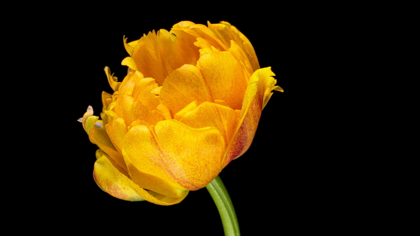 Opening of beautiful large yellow Tulip flower on black background. The Variety Golden Ducat. Springtime. Holiday. Celebration, Love, birthday Timelapse. Close up. 4K Royalty-Free Stock Footage #1053821579