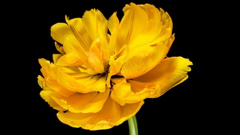 Opening of beautiful large yellow Tulip flower on black background. The Variety Golden Ducat. Springtime. Holiday. Celebration, Love, birthday Timelapse. Close up. 4K