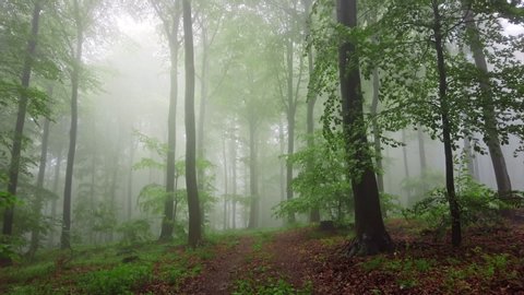 Camera slowly moving through a green misty forest, with moody soft light and a gentle breeze