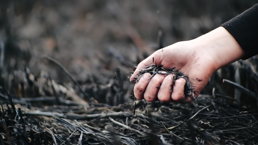 Person’s hand squeezes ash from the burnt grass in the palm of his hand and it scatters in the air, close-up view in slow motion. Hand of girl in a black sweater crumbles ashes after fire over field. Royalty-Free Stock Footage #1053825296