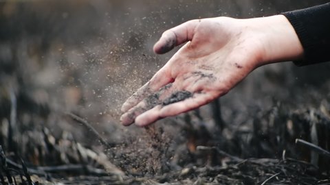 Person’s hand squeezes ash from the burnt grass in the palm of his hand and it scatters in the air, close-up view in slow motion. Hand of girl in a black sweater crumbles ashes after fire over field.
