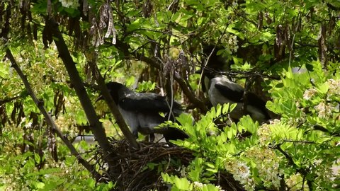 Family of spring May gray fledglings of birds Corvus cornix in a nest on flowering acacia Robinia pseudoacacia in the foothills of the North Caucasus
