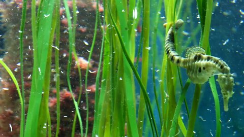 Sea horses feeding in aquarium. Seahorse is catching food particles in the water.