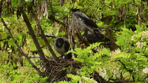 Family of spring May gray feathered fledglings of birds Corvus cornix sit and warm up in a nest on an acacia Robinia pseudoacacia in the foothills of the North Caucasus
